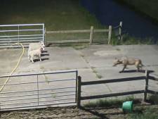 Drone zoekt mee naar wolf, of wolvén; aanwijzingen dat er mogelijk meer zijn