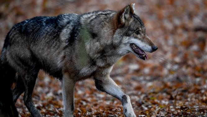 Wolf aan het werk in Zeewolde? Boer vreest van wel na vondst dood lammetje