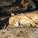 Nieuwe studie: ‘knuffelhormoon’ oxytocine maakt woeste leeuwen vriendelijker