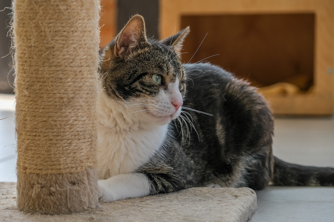 Dierenasiel Veeweyde moet katten weigeren door plaatsgebrek “Denk goed na voor je een dier in