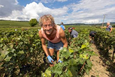 REPORTAGE. Op bezoek bij de enige Vlaamse druivenplukkers in de Franse champagnestreek: “Puur voor de camaraderie. Met onze verdiende centen kopen we toch alleen maar flessen”