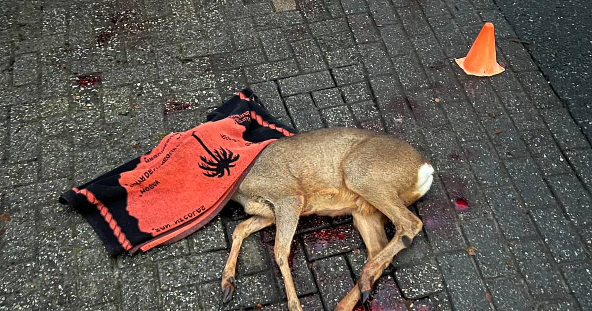 Deze week in... Zes historische sintblunders in Groningen en Drenthe: van aangereden schimmel tot redding uit kanaal.