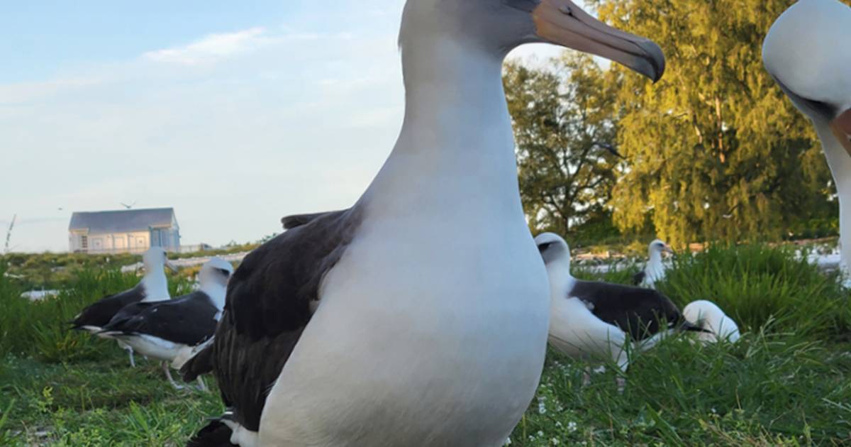 Daar is albatros Wisdom weer, met haar 71 de oudste wilde vogel ter ...