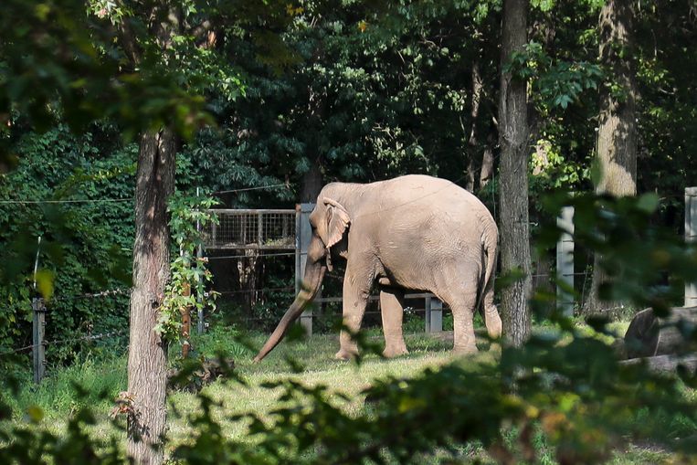 In New York, the fate of a 47-year-old lady, better known as Happy the Elephant, is being heatedly debated