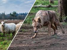 Duitse deelstaat Noordrijn-Westfalen wil wolven die dichter dan 30 meter bij mensen zijn geweest afschieten