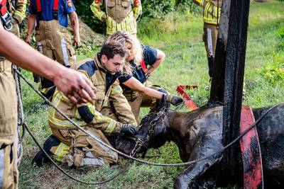 Paard in paniek na herrie, brandweer redt dier uit sloot