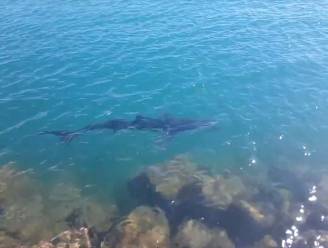 Grote haaien zwemmen zeer dicht langs de kust in Spanje