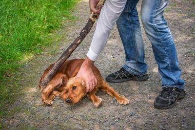 Boetes voor dierenbeulen worden tot vijftig keer strenger: “We pikken zo'n gedrag in Vlaanderen niet meer”