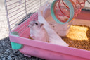 Deze hamster is bij de overheid in China ingeleverd om geruimd te worden.