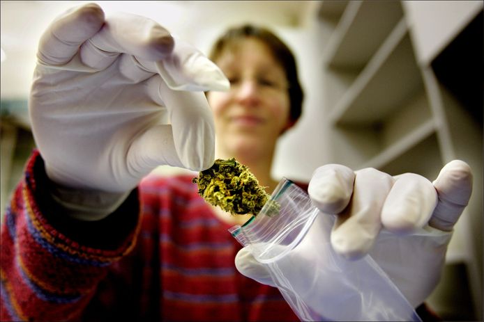 In november opende de eerste cannabisapotheek van Nederland in Groningen. Uit onderzoek blijkt dat slechts een op de achttien volwassenen medicinale cannabis gebruikt op doktersrecept.