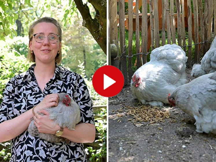 Lotte eet de eieren van haar kippen niet meer: 'Te veel PFAS'