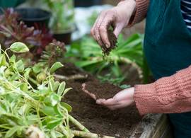 Raar, maar waar: waarom je echt beter potgrond kunt kopen dan tuinaarde