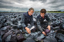 Johannes Straver (rechts) en zijn vader bekijken de rode kool die On the way to PlanetProof wordt geoogst in de buurt van Almkerk.