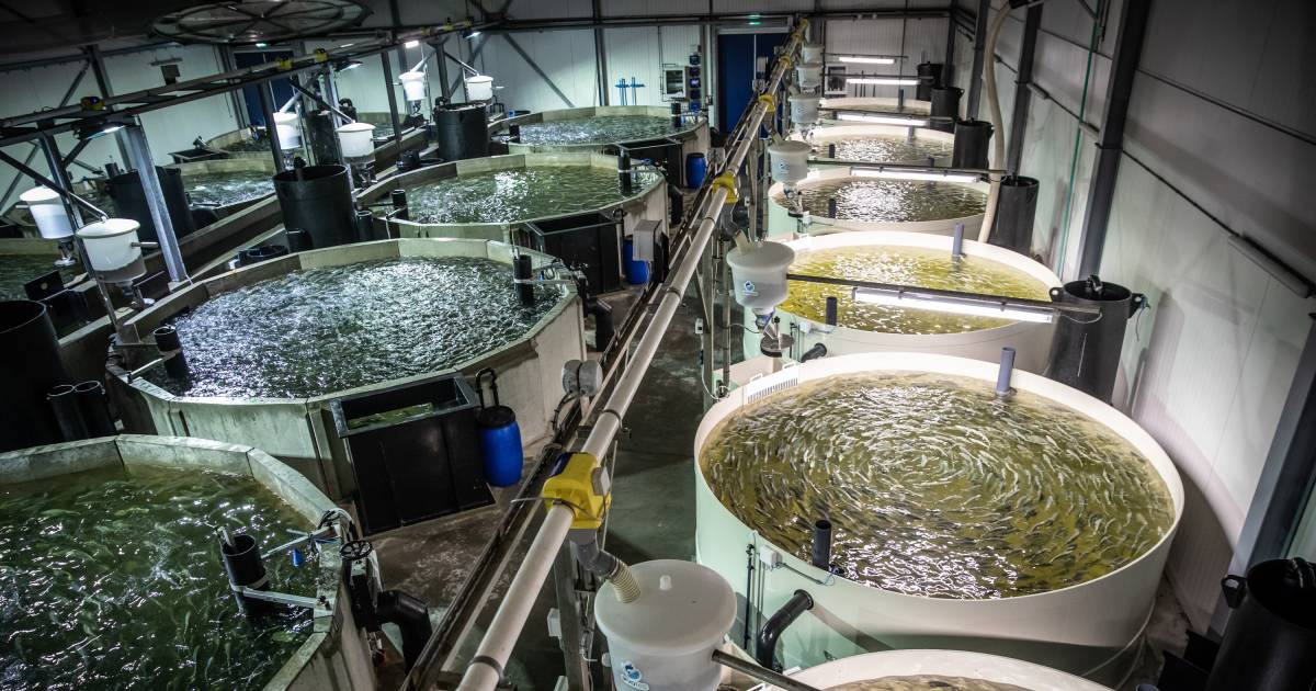 Forse uitbreiding viskwekerij Kingfish Zeeland zorgt voor nieuwe banen