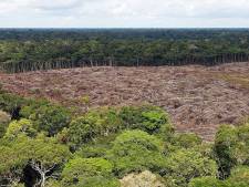 La déforestation est la “cause principale” des incendies en Amazonie