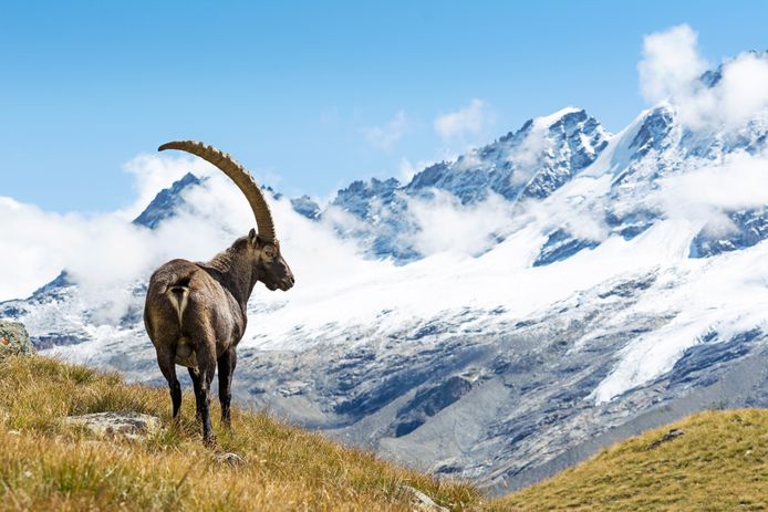 Het nationaal park Gran Paradiso in Italië.