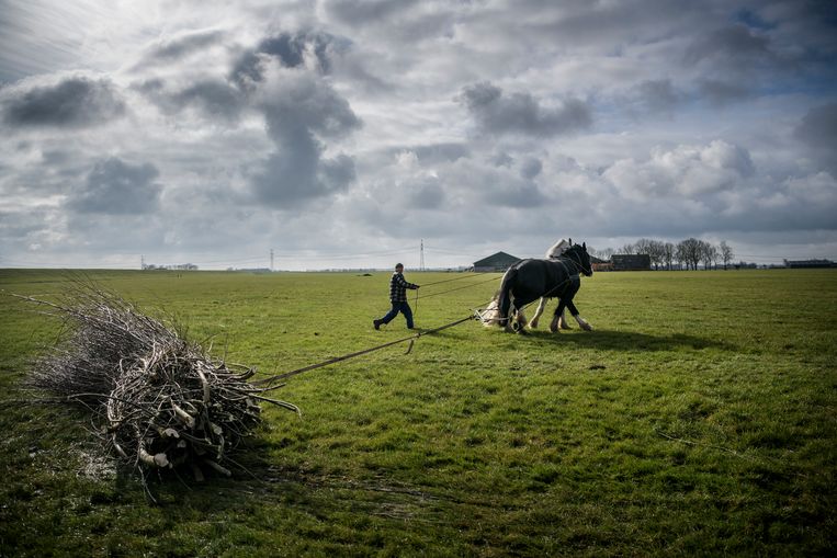 Twee trekpaarden, een Hongaar en een Shire, slepen in het Groningse Garnwerd  snoeihout van het weiland.  Beeld Hollandse Hoogte
