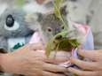 Australië zet miljoenenplan op om bedreigde koala te redden: "We moeten de toekomst van dit icoon veiligstellen"