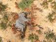 Zeker 275 olifanten sterven mysterieuze dood in Botswana