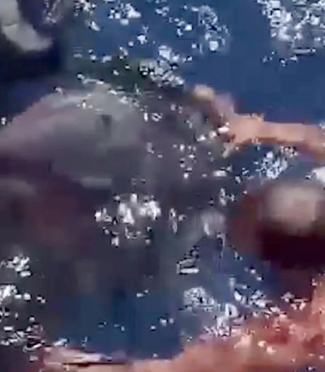 Un pêcheur sauve un dauphin coincé dans un pneu
