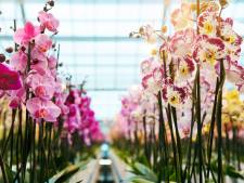 Andelse orchideeënkweker mag toch uitbreiden én 274 arbeidsmigranten huisvesten