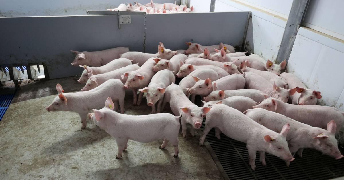 20 tot 30 varkens dood door gevaarlijke stof bij varkenshouderij in Hooge Mierde