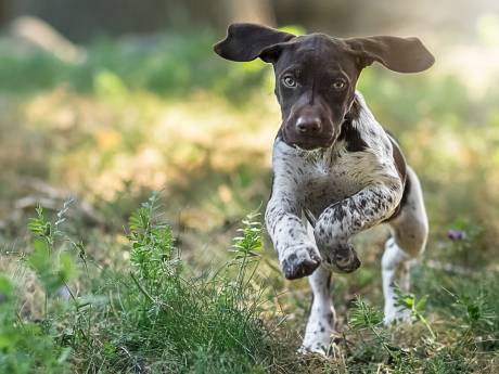 Heumense ‘blaftaks’ blijft, al gaat er wel meer belastinggeld naar de honden zelf