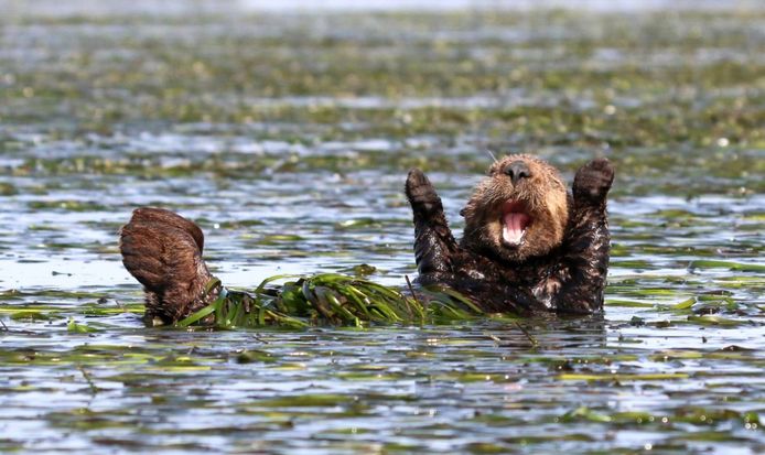 Comedy Wildlife Photography Awards