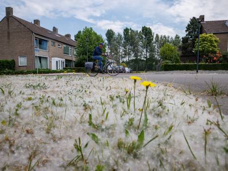 Mysterieuze pluisjes dalen in witte wolken over Bredase wijk: 'Je kan niet eens meer buiten eten’
