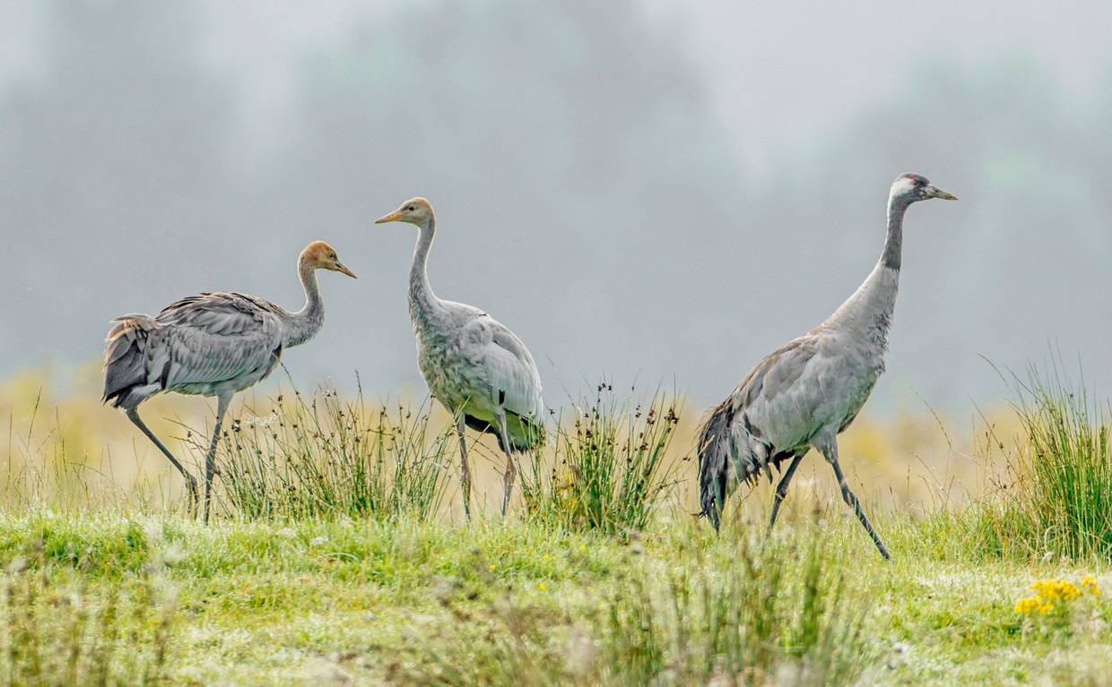 Kraanvogels kunnen weer uit de voeten in gebieden waar de natuur de ruimte krijgt, zoals het Fochteloërveen. Beeld Buiten-beeld