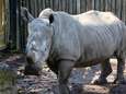 Hoorns van neushoorns in Pairi Daiza vernietigd: "Schurken mogen hier geen geld aan verdienen"