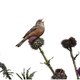 De ortolaan ging ten onder aan kunstmest – kan de hier uitgestorven vogel ooit terugkeren naar Nederland?