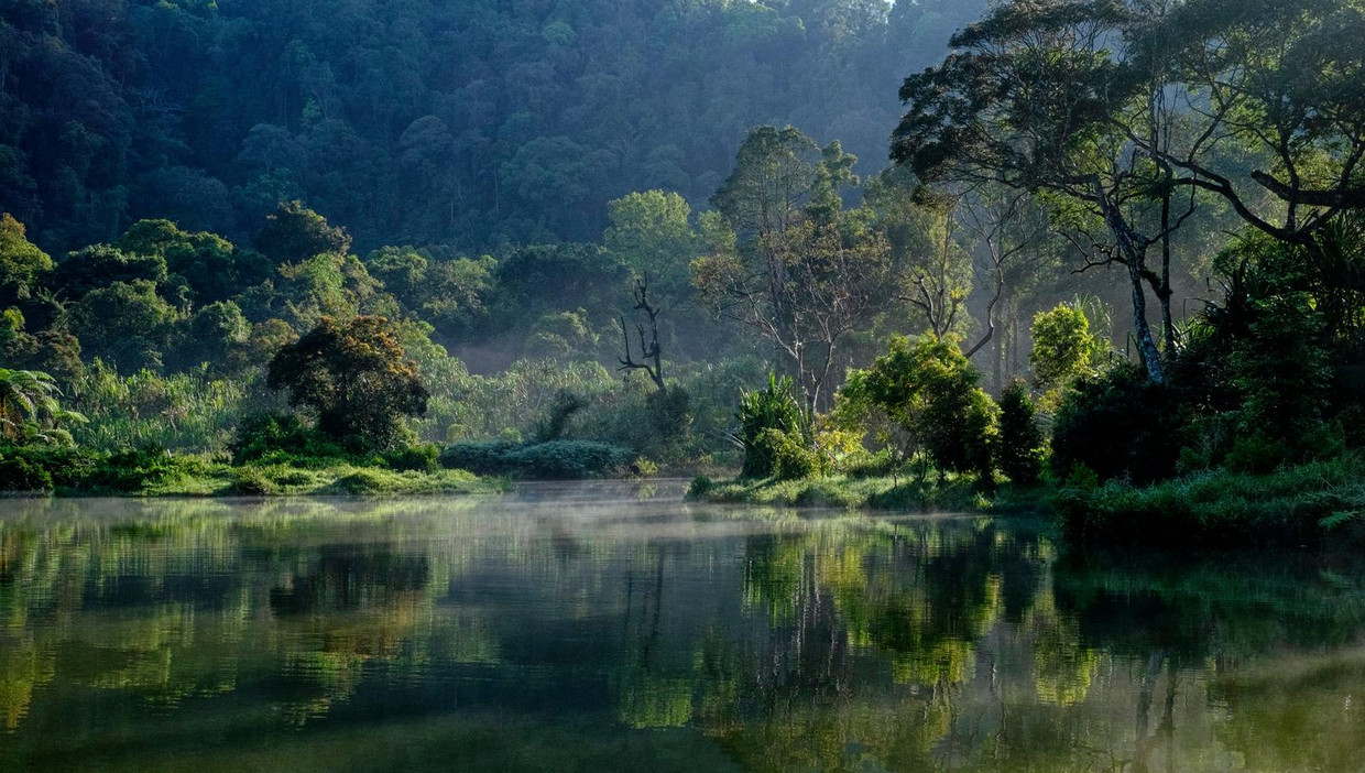 Het Gunung Gede Pangrango Nationaal Park op West-Java Beeld Franciscus Nanang Triana / Getty