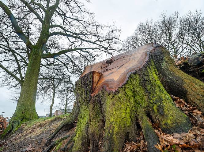 Omwonenden mogen na klachten over omgevallen bomen meedenken over opknapbeurt Eikelhof