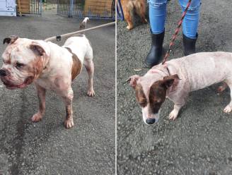 Animal Rescue Service opgeroepen om honden op te halen na steekpartij in Kessel-Lo