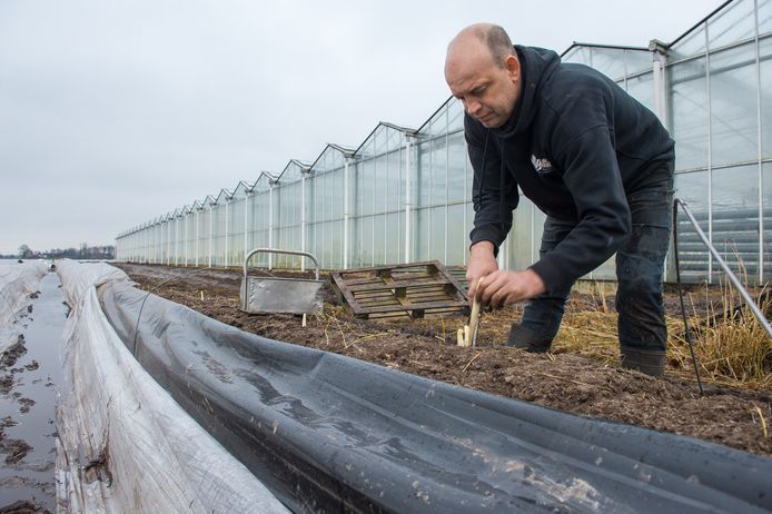 Antonio van Beek steekt asperges buiten op het verwarmde terrein.