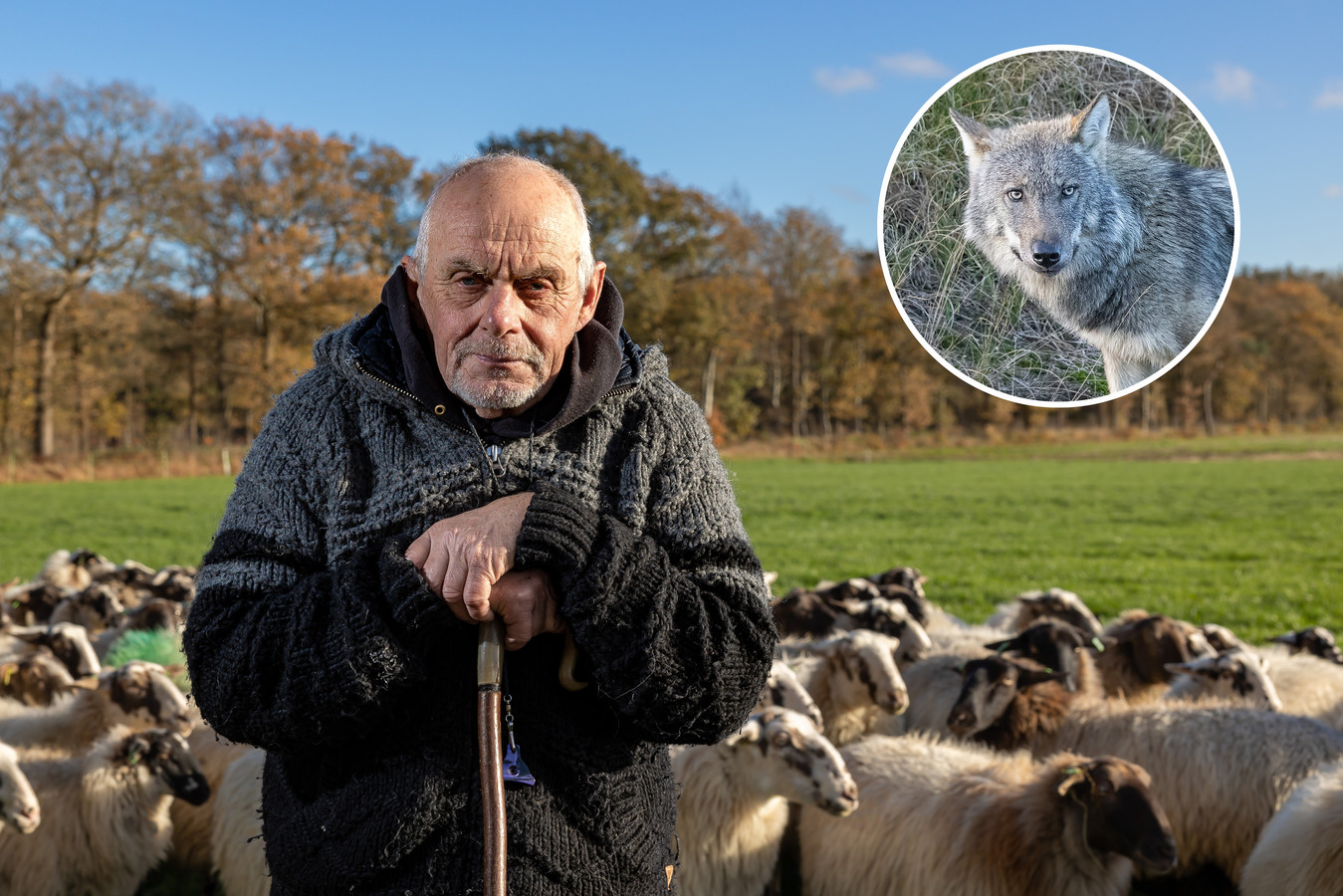 Herder Tjitse Terpstra van de Zwolse stadskudde heeft zijn schapen momenteel bij huis in Nijeberkoop staan, midden in het leefgebied van de Drents/Friese wolvenroedel. Inzet: wolf