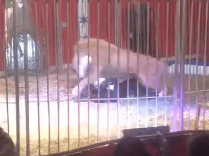 Circusbezoeker filmt hoe leeuw zich op trainer stort