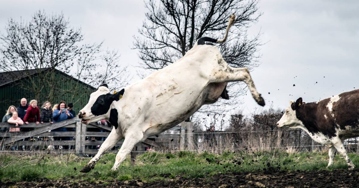 De koeien mogen de wei weer in, onder meer in Kekerdom: ‘Lekker sappige wei’