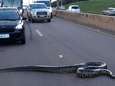 Waarom steekt een gigantische anaconda de snelweg over?