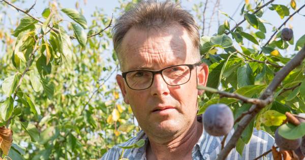 Te kleine pruimen: noodkreet voor teler Kees Hamelink gaat viral
