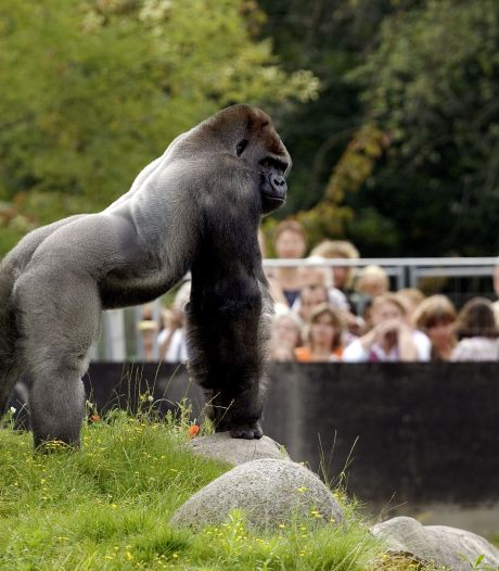Het ging eerder mis in dierentuinen: aanval Bokito en andere angstige momenten