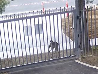 Video waarin kangoeroe poort van Russische ambassade in Australië aanvalt, gaat viraal: “Nu weten we hoe dieren over de oorlog denken” 