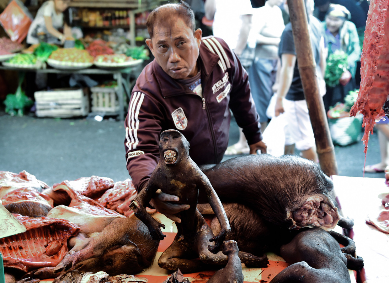 Op de Tomohon Extreme Market zijn alle mogelijke dieren uit de wildernis van Sulawesi, dood en levend, te koop. Beeld AFP