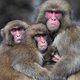 Agressieve apen terroriseren inwoners Japanse stad: ‘Ze besluipen je en vallen van achteren aan’