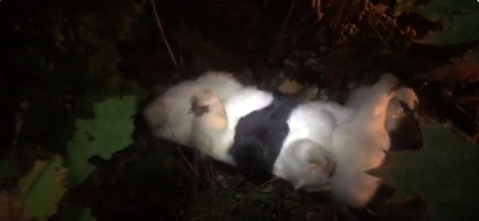 Gedumpte kippen in de natuur bij Bergen op Zoom.