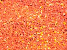 Les semenciers français dénoncent "la mort" de la recherche OGM