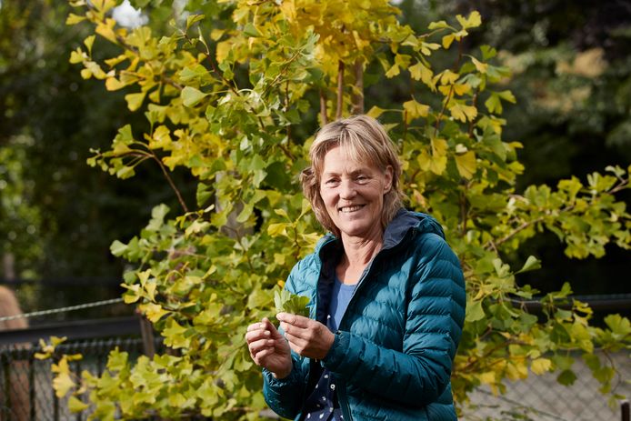 Kruidengeneeskundige Marianne Holtslag bij de gingko bilobaboom in haar tuin.