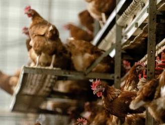 Haard van vogelgriep ontdekt in Franse Ardennen