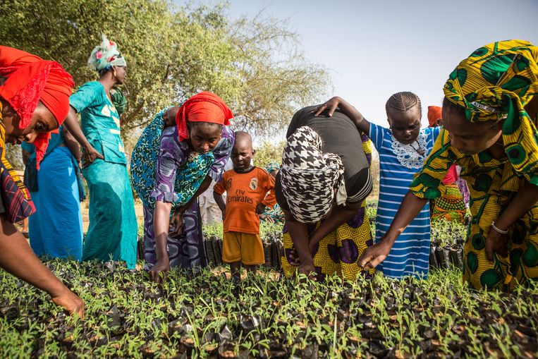 En de vrouwen in Senegal kweken kleine boomjes op om die later te planten. Beeld Hollandse Hoogte / Redux Pictures